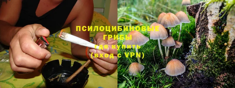 Галлюциногенные грибы Psilocybine cubensis  Балей 